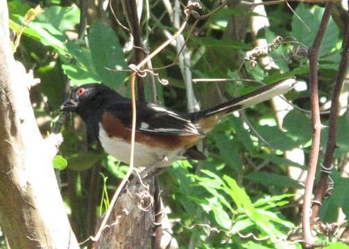 Image of Eastern Towhee