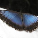 Image of Morpho peleides Kollar 1850