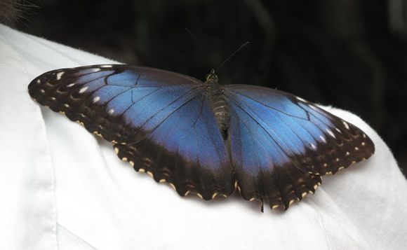 Image of Morpho peleides Kollar 1850