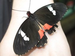 Image of Parides iphidamas (Fabricius 1793)