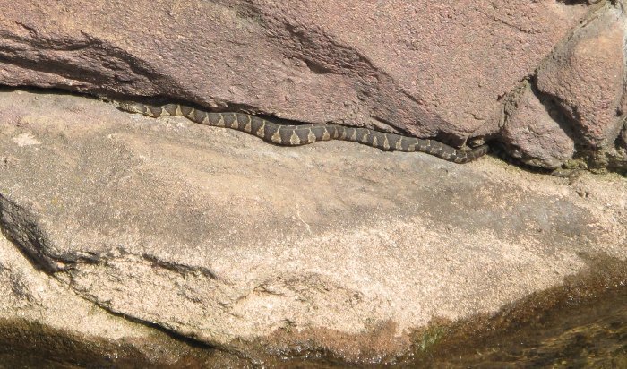 Sivun Nerodia sipedon sipedon (Linnaeus 1758) kuva