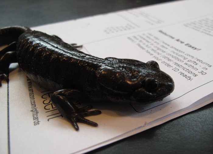 Image of Northwestern Salamander