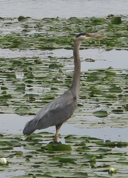 Image of Great Blue Heron