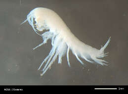 Image of Niphargidae