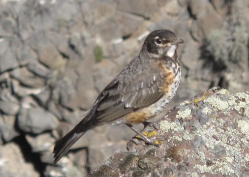 Image of American Robin