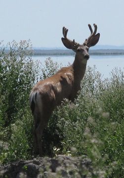 Odocoileus hemionus californicus (Caton 1876)的圖片