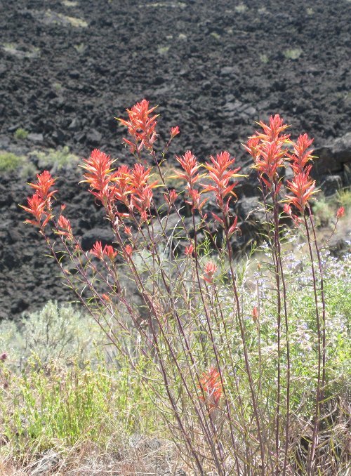 Image of Wyoming Indian paintbrush