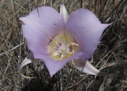 Image of sagebrush mariposa lily