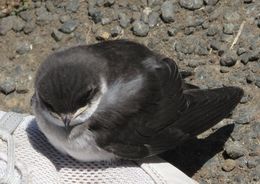 Image de Hirondelle à face blanche