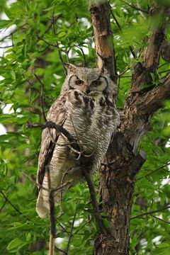 Image of Great Horned Owl