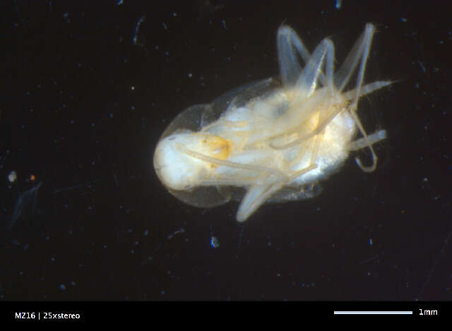 Image of Nocticolidae