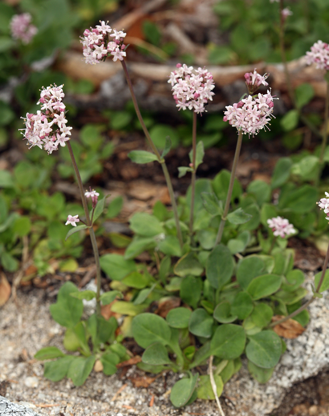 Imagem de <i>Valeriana pubicarpa</i>