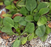 Image of <i>Valeriana pubicarpa</i>