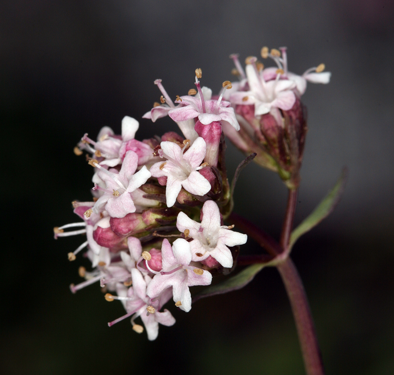 Image of <i>Valeriana pubicarpa</i>