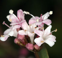 Imagem de <i>Valeriana pubicarpa</i>