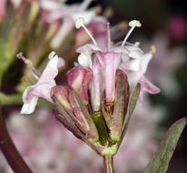 Image of <i>Valeriana pubicarpa</i>