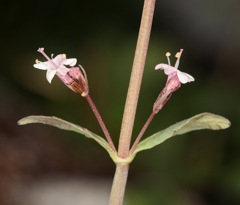 Imagem de <i>Valeriana pubicarpa</i>