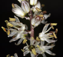 Image of white rushlily