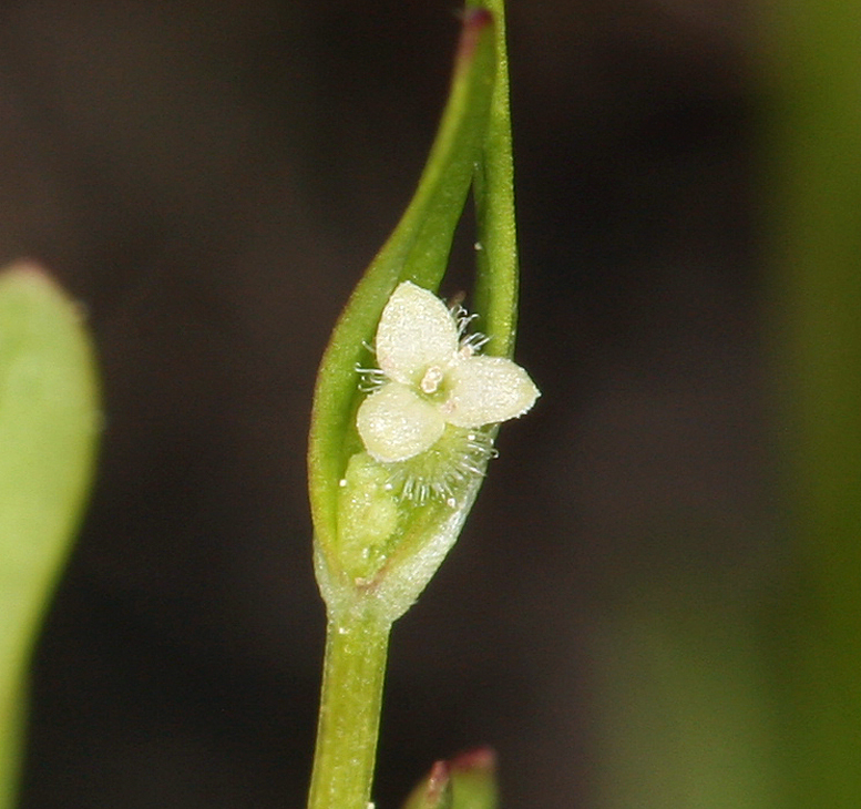 Image of twinleaf bedstraw