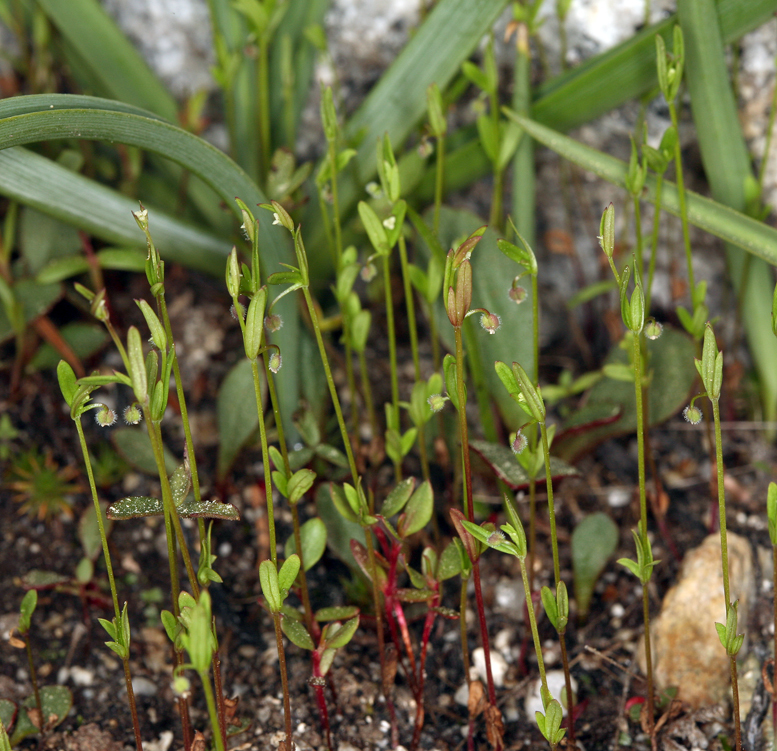 Image of twinleaf bedstraw