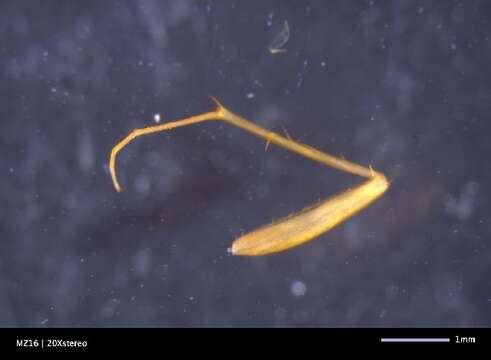 Image of Nocticolidae