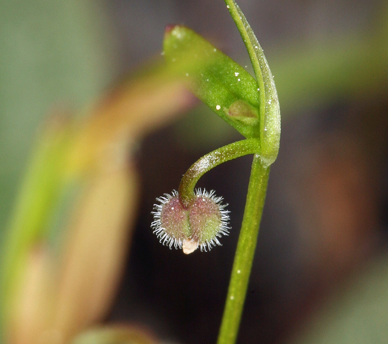 Image of twinleaf bedstraw