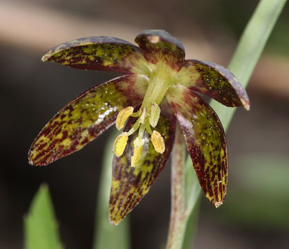 Image of spotted fritillary