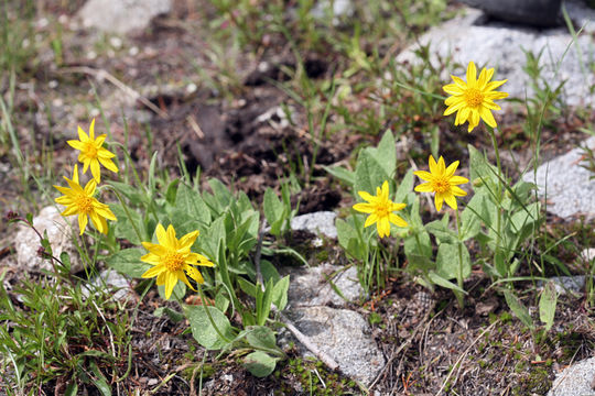 Image of broadleaf arnica