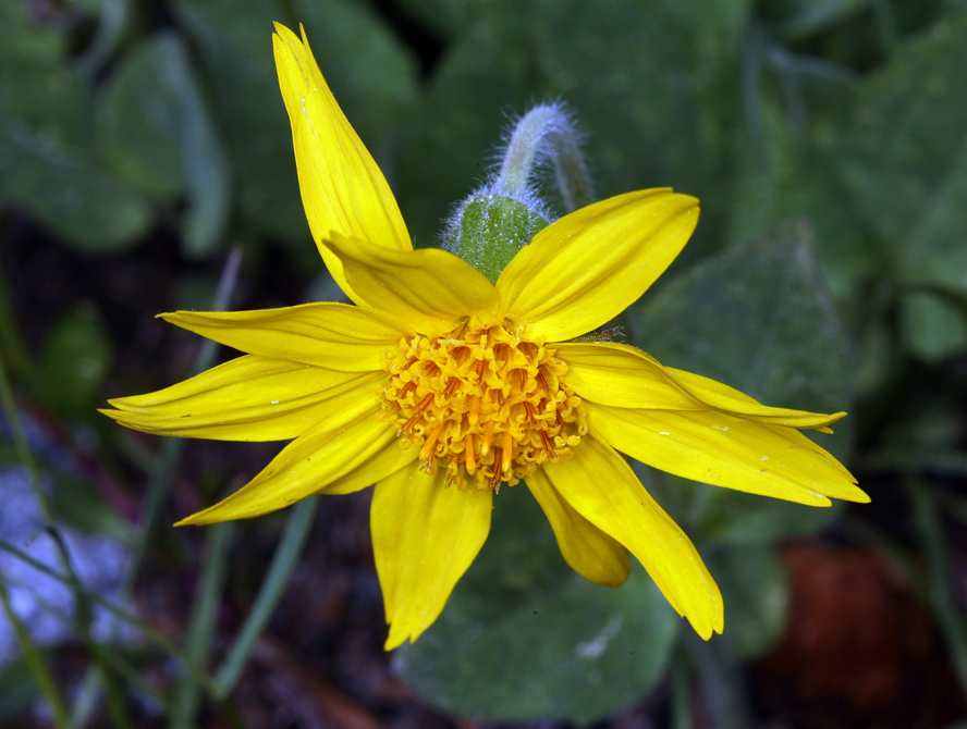 Image of broadleaf arnica