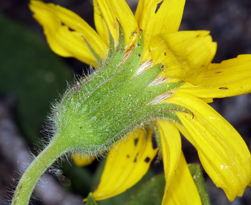 Image of broadleaf arnica