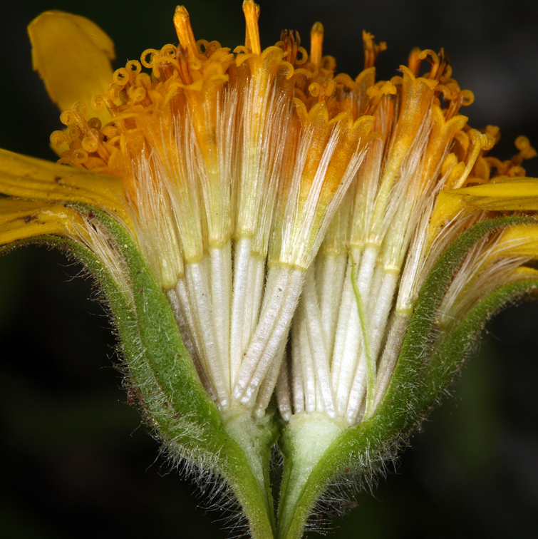 Image of broadleaf arnica