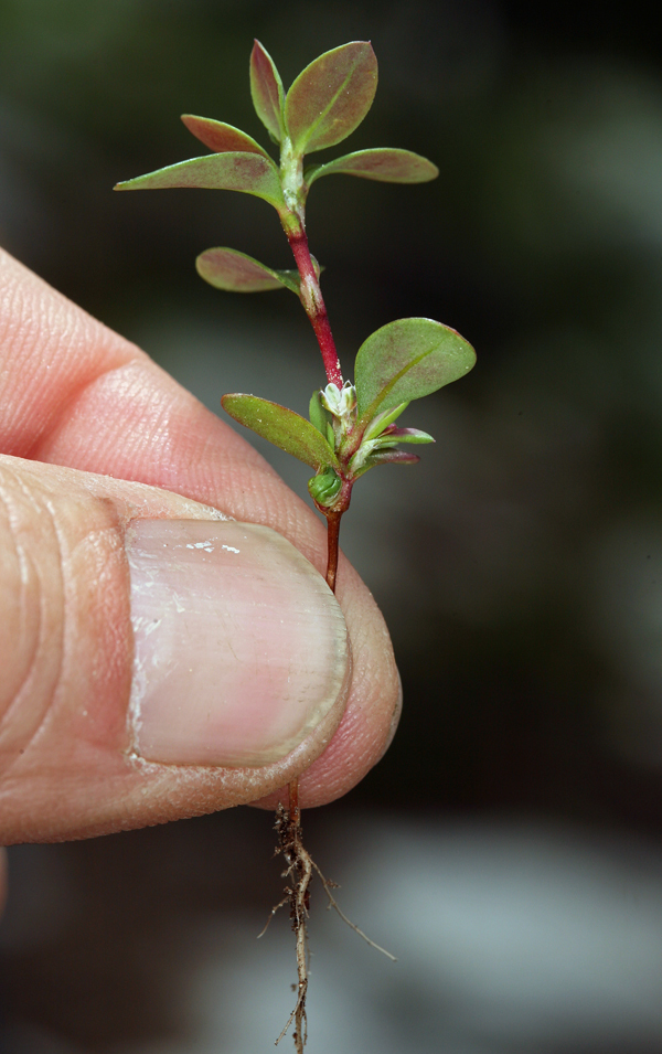 Слика од Polygonum minimum S. Wats.