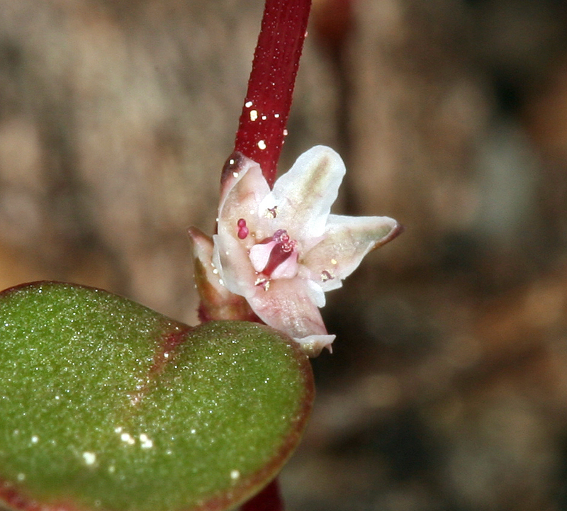 Слика од Polygonum minimum S. Wats.