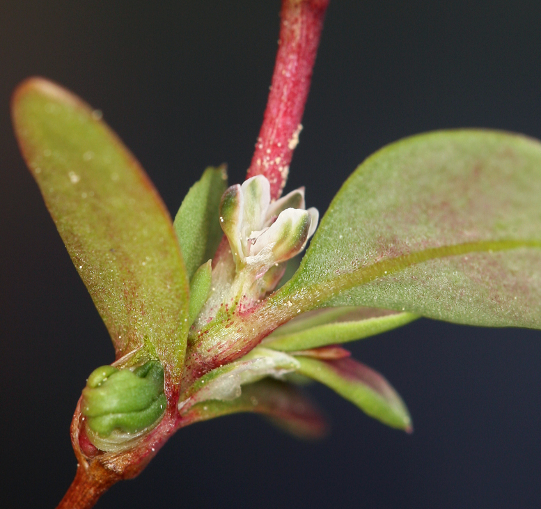 Слика од Polygonum minimum S. Wats.