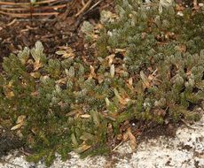 Image of Wallace's spikemoss