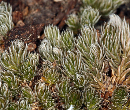 Image of Wallace's spikemoss