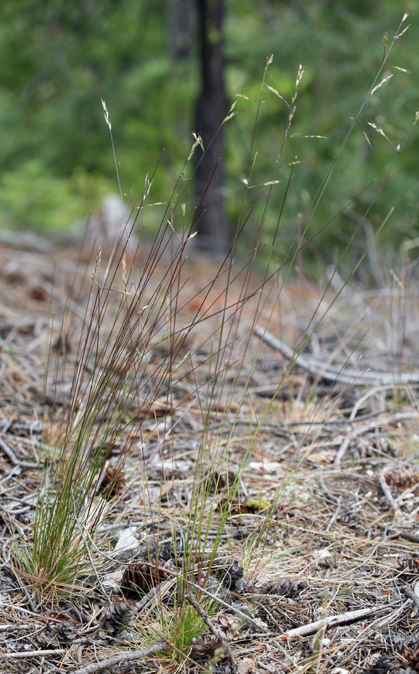 Image of western fescue