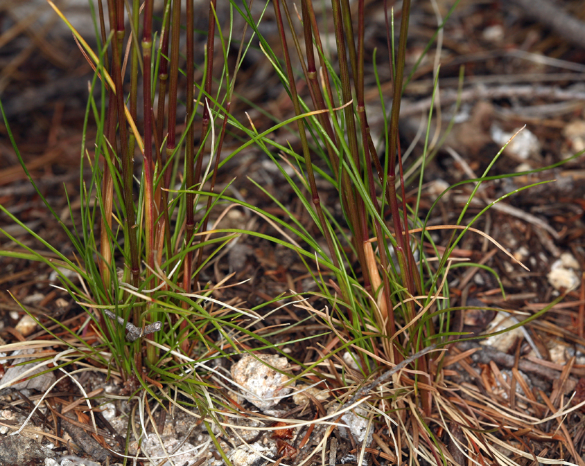 Image of western fescue