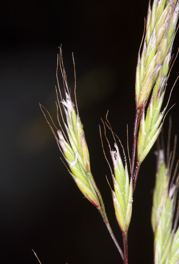 Plancia ëd Festuca occidentalis Hook.