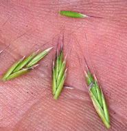 Image of western fescue