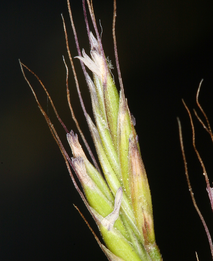 Plancia ëd Festuca occidentalis Hook.