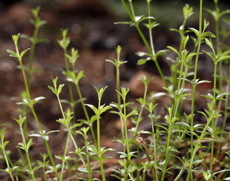 Image of Bolander's bedstraw