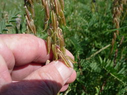 Image of twogrooved milkvetch