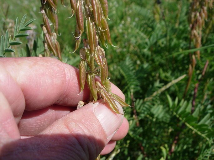 Image de Astragalus bisulcatus (Hook.) A. Gray