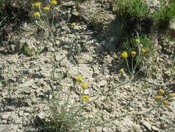 Plancia ëd Hymenopappus filifolius var. polycephalus (Osterh.) B. L. Turner