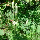 Image of candle anemone