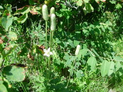 Image of candle anemone