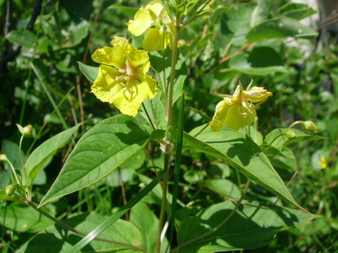 Image of fringed loosestrife