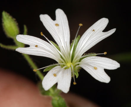 Image of tuber starwort