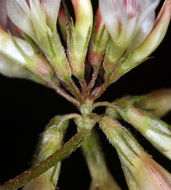 Image de Trifolium breweri S. Watson